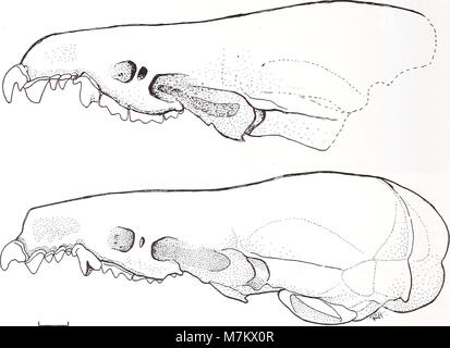 Il volume del 2007 di 'Bonner zoologische Beiträge' dell'Istituto e Museo di ricerca Zoologica Alexander Koenig di Bonn pubblica studi zoologici sulla sistematica animale, la tassonomia e la biodiversità. Foto Stock