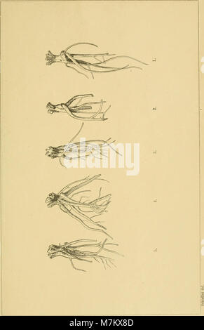 Botanisches Zentralblatt; referierendes Organ für das Gesamtgebiet der Botanik (1891) (20394953312) Foto Stock