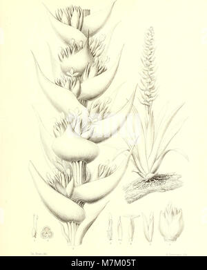 Bromeliaceae andreanae - descrizione et Histoire des broméliacées récoltées dans la Colombie, l'Ecuador et le Venezuela (1889) (20231187790) Foto Stock