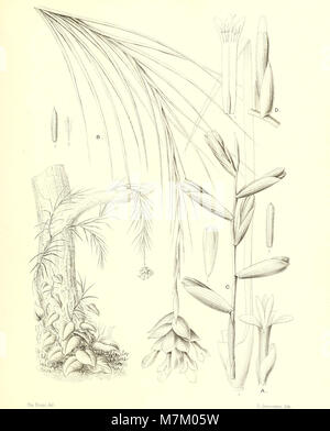 Bromeliaceae andreanae - descrizione et Histoire des broméliacées récoltées dans la Colombie, l'Ecuador et le Venezuela (1889) (20231225858) Foto Stock