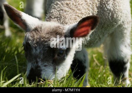 Giovane Agnello pascolare nel parco del castello di Ripley,North Yorkshire, Inghilterra, Regno Unito. Foto Stock