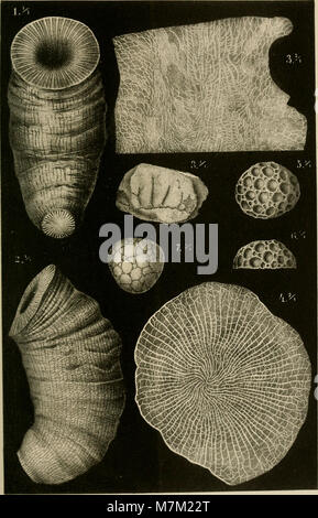 Abhandlungen zur geologischen Specialkarte von Preussen und den Thüringischen Staaten (1885) (16561540697) Foto Stock