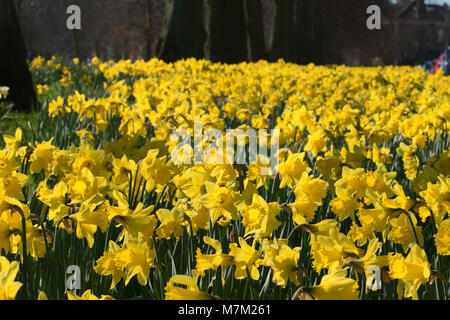 Un'impressionante esposizione di naffodils di primavera gialli sono in piena fioritura in un parco pubblico. Foto Stock