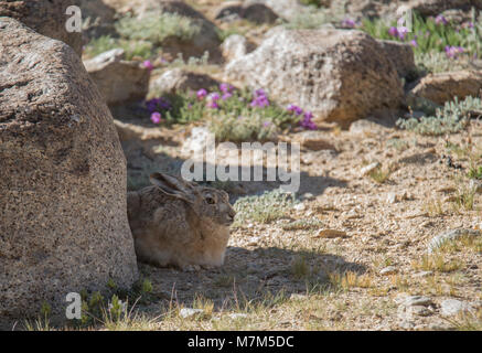 Lepus oiostolus o lanosi lepre Foto Stock