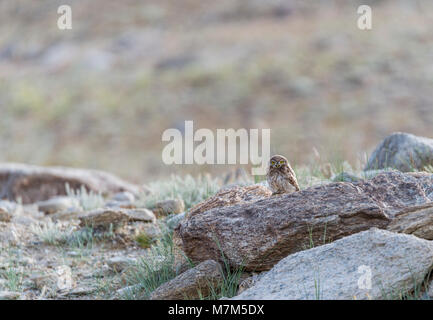 Poco proprio visto al lago Tsokar Foto Stock