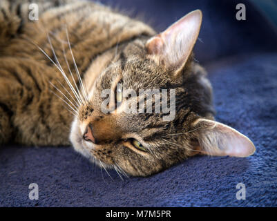 Tabby cat con gli occhi a metà chiusa, in appoggio su una copertura di colore blu. Foto Stock