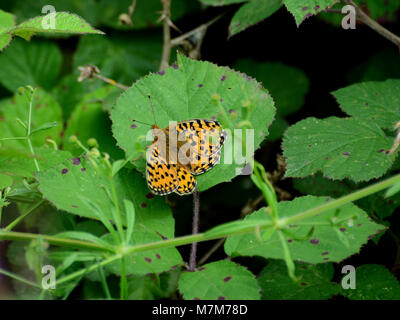 Verde scuro fritillary butterfly poggiante sulla foglia, alette aperte, REGNO UNITO Foto Stock