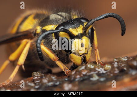 Il tedesco Wasp (Vespula germanica) entra in modalità di ibernazione sotto corteccia allentate sul ceppo di albero. Tipperary, Irlanda Foto Stock