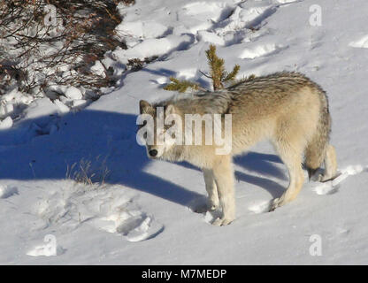 Yellowstone Delta Pack wolf Yellowstone Delta Pack Wolf; Dan Stahler; novembre 2013; Foto Stock