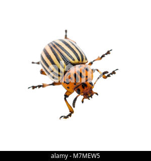 Il Colorado Potato Beetle insetto parassita isolato su bianco Foto Stock