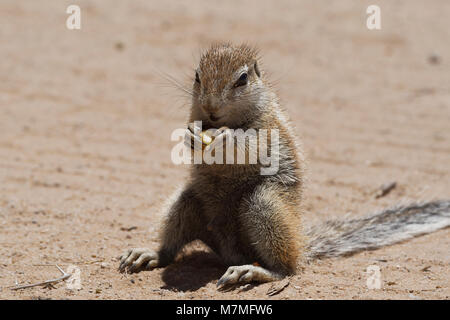 Massa del capo scoiattolo (Xerus inauris), maschio, alimentazione su un pezzo di Apple al Mata-Mata camp, Kgalagadi Parco transfrontaliero, Northern Cape, Sud Africa Foto Stock