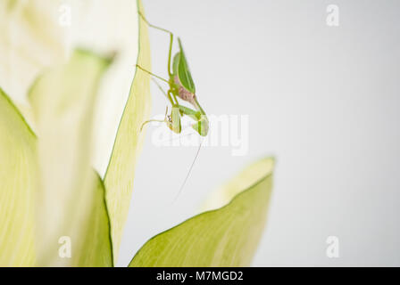 Close up mantis nel verde della natura. Foto Stock