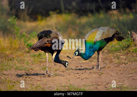 Peafowl indiano , peafowl blu, Pavo cristatus, Karnataka, India Foto Stock