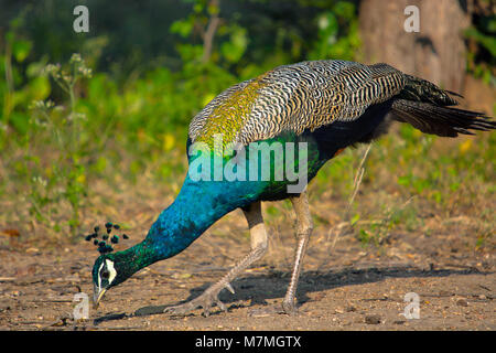 Peafowl indiano , peafowl blu, Pavo cristatus, Karnataka, India Foto Stock