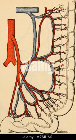 Anatomie médico-chirurgicale de l'addome (1922) (14781773691) Foto Stock