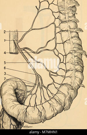 Anatomie médico-chirurgicale de l'addome (1922) (14782562964) Foto Stock