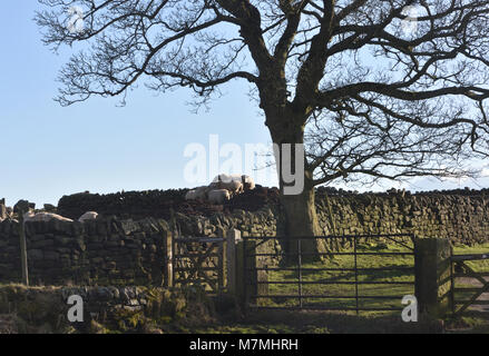 Pecore, muri in pietra a secco e di un antico sicomoro (Acer pseudoplatanus) in inverno il sole al di sotto del bordo Froggatt. Froggatt, Derbyshire, Regno Unito. Foto Stock