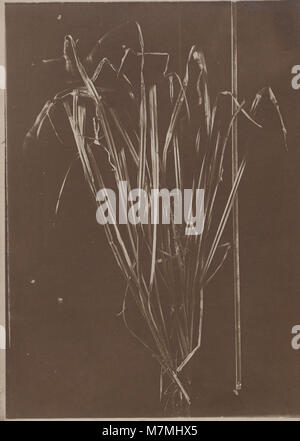 Cyperaceas Paraenses, Rapateas, etcetera di André Goeldi (1913–1920) è uno studio botanico che documenta le specie vegetali della regione amazzonica, concentrandosi sulle famiglie delle Cyperaceae e delle Rapateaceae. Foto Stock