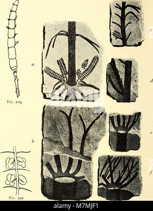 Anleitung zur bestimmung der karbonpflanzen West-Europas, mit besonderer berücksichtigung der in den Niederlanden und den benachbarten ländern gefundenen oder noch zu erwartenden arten (1911) (18200439815) Foto Stock