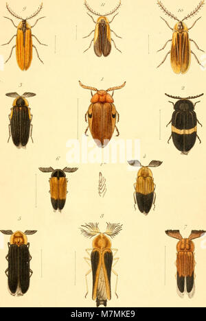 Annales de la Société Entomologique de France (18015091740) Foto Stock