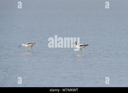 Rovistando American avocette Recurvirostra (americana). Uno in allevamento del piumaggio e l altro non Foto Stock