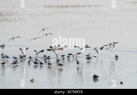 Gregge di American avocette Recurvirostra (americana) Foto Stock