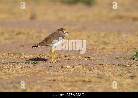 Adulto non allevamento giallo-wattled Pavoncella (Vanellus malabaricus) in Gujarat, India Foto Stock