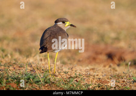 Adulto non allevamento giallo-wattled Pavoncella (Vanellus malabaricus) in Gujarat, India Foto Stock