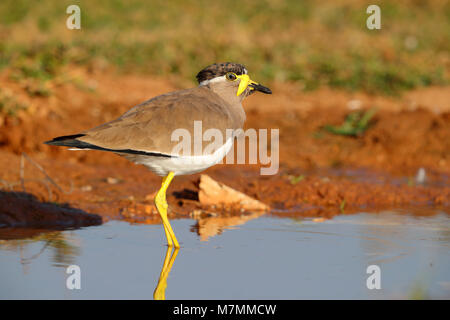 Adulto non allevamento giallo-wattled Pavoncella (Vanellus malabaricus) in Gujarat, India Foto Stock