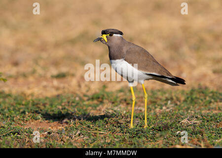 Adulto non allevamento giallo-wattled Pavoncella (Vanellus malabaricus) in Gujarat, India Foto Stock