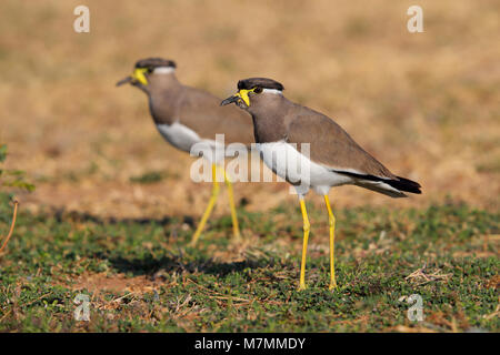 Adulto non allevamento giallo-wattled Pavoncella (Vanellus malabaricus) in Gujarat, India Foto Stock