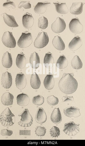 Il numero del 1887 di 'Annales de la Société Royale Malacologique de Belgique' descrive in dettaglio le ricerche sui molluschi, comprese le descrizioni di nuove specie e le osservazioni anatomiche. Foto Stock