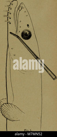 Il volume del 1908 degli *Annales de la Société royale zoologique et malacologique de Belgique* presenta studi zoologici e malacologici, documentando le descrizioni delle specie e la ricerca biologica. Foto Stock