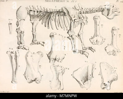 Annales du Muséum National d'histoire Naturelle (1804) (18221679160) Foto Stock