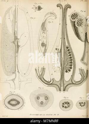 Annales du Muséum National d'histoire Naturelle (1807) (18409512975) Foto Stock