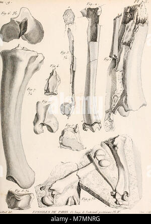 Annales du Muséum National d'histoire Naturelle (1807) (18411032061) Foto Stock