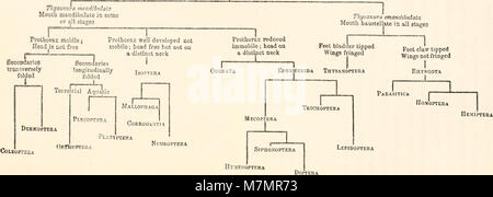 Il rapporto annuale del New Jersey State Museum (1901-1912) registra la gestione delle collezioni, i programmi espositivi e la ricerca in storia naturale, archeologia e arte. Foto Stock