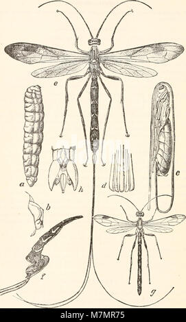 Il rapporto annuale del New Jersey State Museum (1901-1914) registra le collezioni, le mostre e le attività di ricerca del museo, evidenziando i contributi alla storia naturale, all'archeologia e all'educazione pubblica all'inizio del XX secolo. Foto Stock