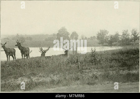 Il rapporto annuale 1915 della New York Zoological Society discute i progressi nella cura degli animali, compresi i miglioramenti nei servizi veterinari e nei programmi nutrizionali. Foto Stock