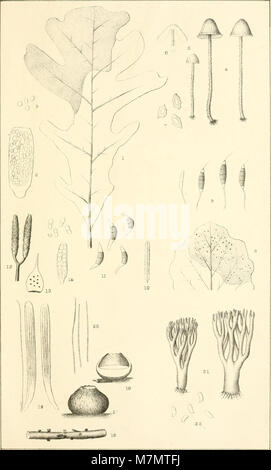 Relazione annuale della fondazione del Museo Statale di Storia Naturale per l'anno .." (1886-1889) (19361492732) Foto Stock