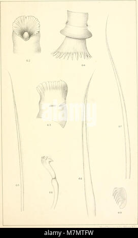 Relazione annuale della fondazione del Museo Statale di Storia Naturale per l'anno .." (1886-1889) (19371686941) Foto Stock