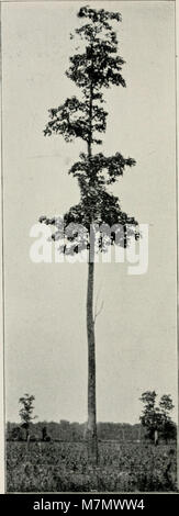 Questa pubblicazione sull'arboricoltura si concentra sulla coltivazione, la gestione e lo studio degli alberi, coprendo argomenti quali potatura, piantagione e il mantenimento delle popolazioni di alberi urbane e rurali. Foto Stock