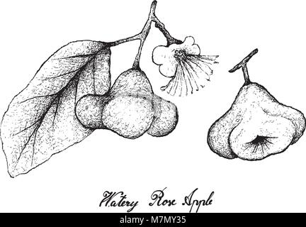 Frutti tropicali, illustrazione di mano il bozzetto Watery rosa mela, Bell frutta acqua di Apple o di Syzygium Aqueum frutti isolati su sfondo bianco. Illustrazione Vettoriale