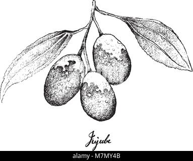 La frutta tropicale, illustrazione di mano il bozzetto Jujube, Cinese data o Ziziphus jujuba frutti isolati su sfondo bianco. Illustrazione Vettoriale
