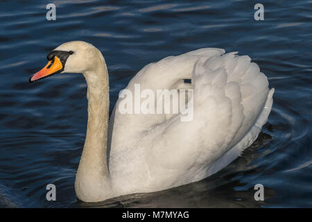 Cigno - Cygnus olorIn nuoto nel lago di acqua acqua in Hyde Park, Londra. Foto Stock