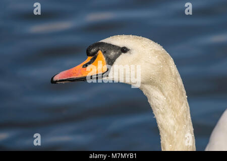 Cigno - Cygnus olorIn nuoto nel lago di acqua acqua in Hyde Park, Londra. Foto Stock