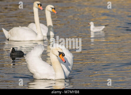 Cigno - Cygnus olorIn nuoto nel lago di acqua acqua in Hyde Park, Londra. Foto Stock