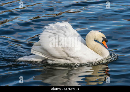 Cigno - Cygnus olorIn nuoto nel lago di acqua acqua in Hyde Park, Londra. Foto Stock