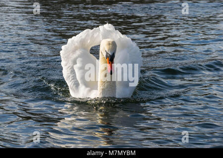 Cigno - Cygnus olorIn nuoto nel lago di acqua acqua in Hyde Park, Londra. Foto Stock