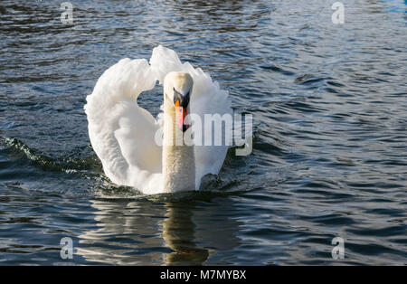 Cigno - Cygnus olorIn nuoto nel lago di acqua acqua in Hyde Park, Londra. Foto Stock